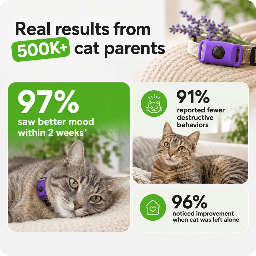 FurLife™ Calm & Comfort Cat Pendant - Image 5