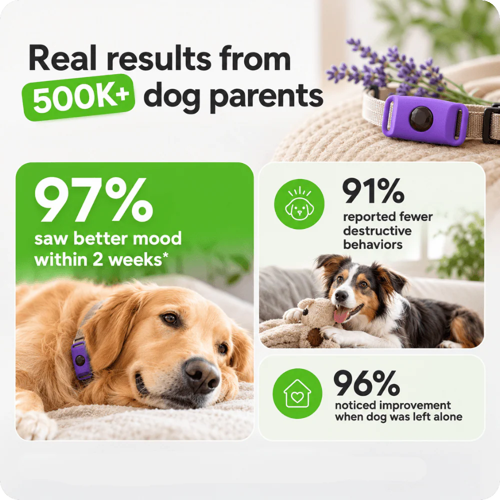 FurLife™ 1 Month Calm & Comfort - Image 5