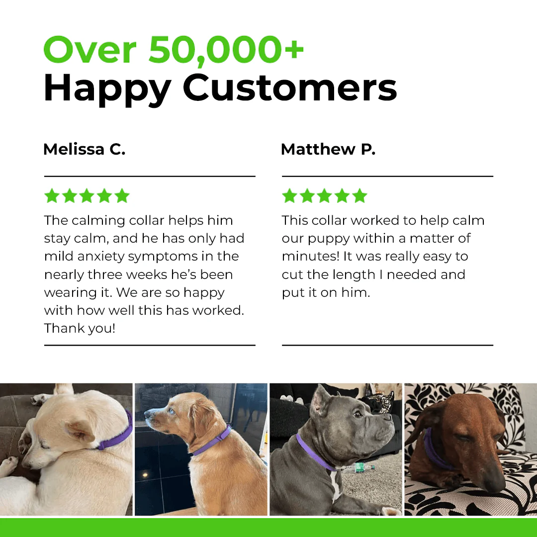 FurLife™ - Natural Pheromone Calming Collar - Image 5