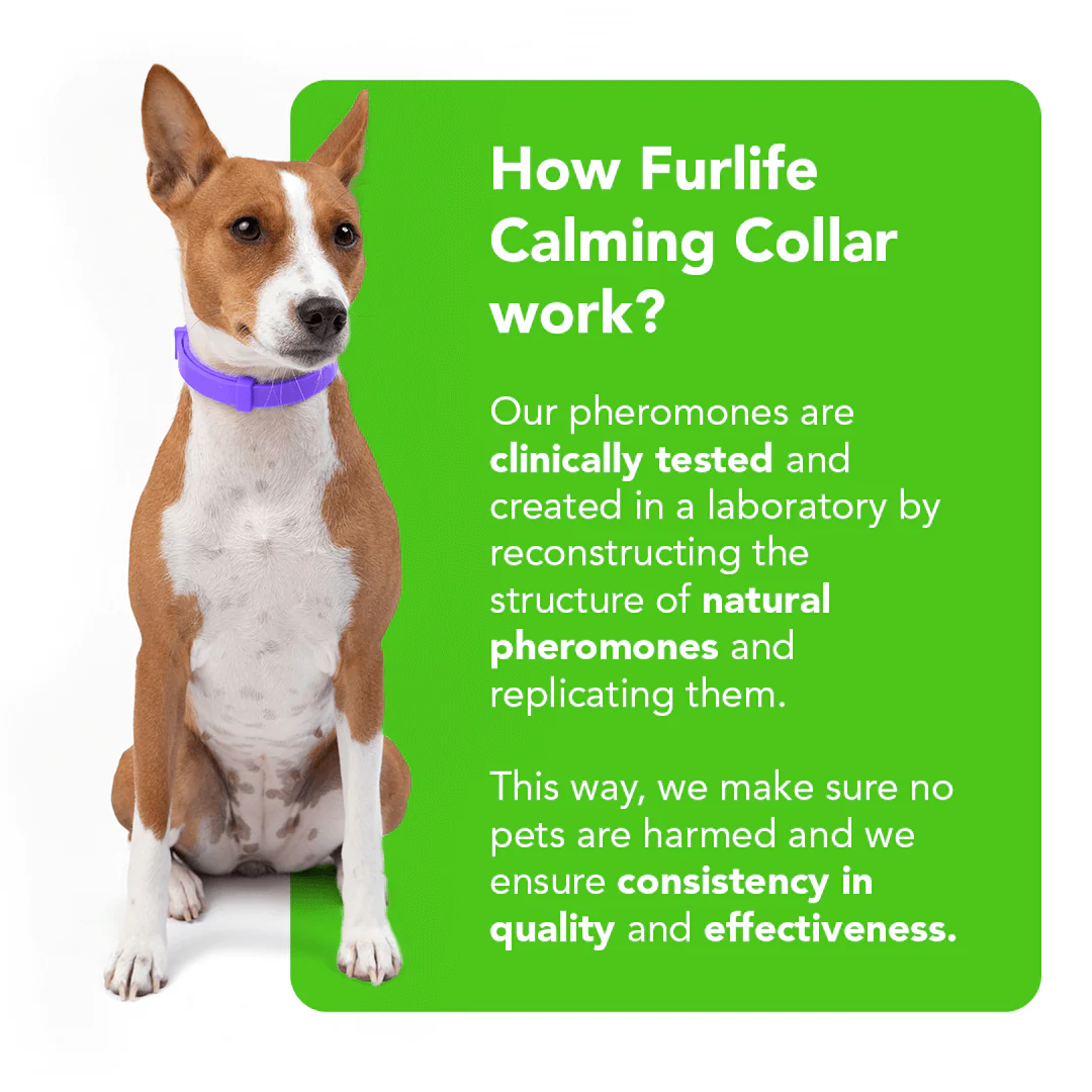 FurLife™ - Natural Pheromone Calming Collar - Image 6